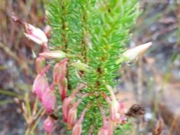 Erica plukenetii subsp. plukenetii pale pink